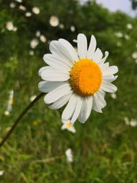 Close-up of white daisy flower on field