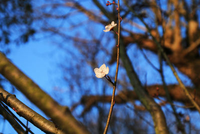 Low angle view of flowering plant against blue sky