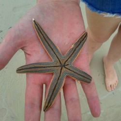 Close-up of cropped hand