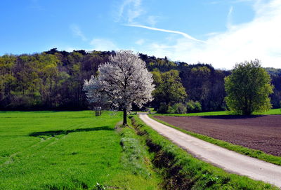 Trees on field against sky