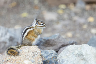 Close-up of squirrel on rock