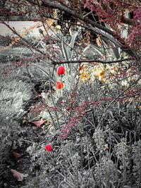 Close up of red flowers