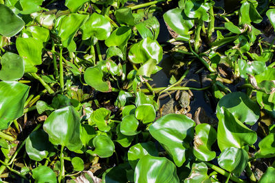 Close-up of plants