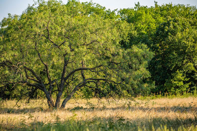 Trees growing in field