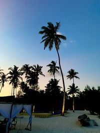 Palm trees on beach against clear sky
