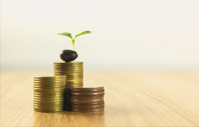 Close-up of seedling with coins on table