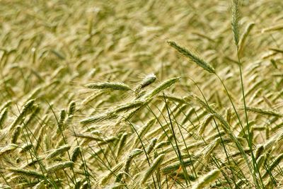 Close-up of wheat growing on field