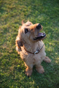 Dog looking away on field