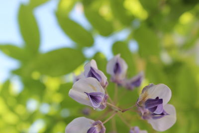 Close-up of purple flowering plant