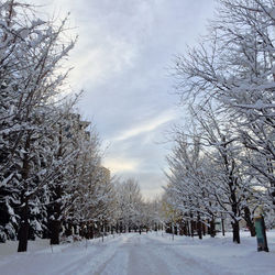 Road passing through bare trees