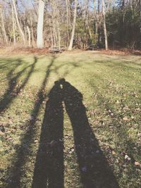 Trees on grassy field