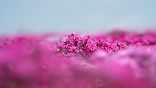 Close-up of pink flowering plant against sky