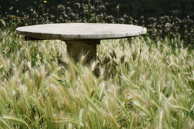 Close-up of mushroom growing on field