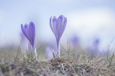 Close-up of purple crocus flowers on field