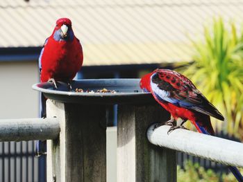 Close-up of parrot perching on railing