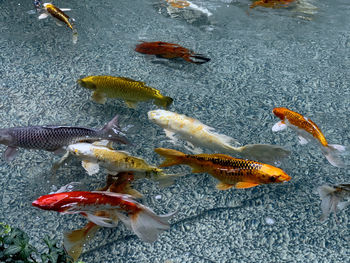 High angle view of fish swimming in sea