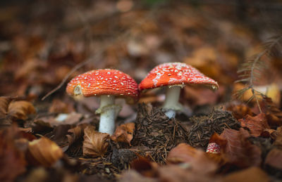 Close-up of fly agaric mushroom