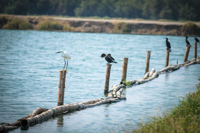 View of wooden posts in water