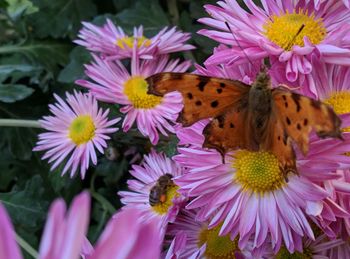 Close-up of butterfly pollinating on pink flower