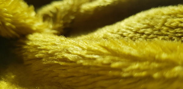Close-up of yellow plant
