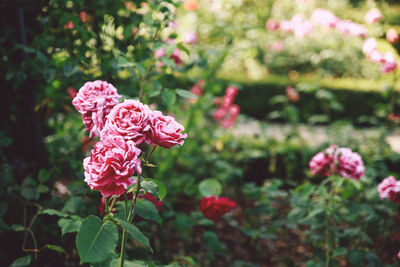 Close-up of pink flowers