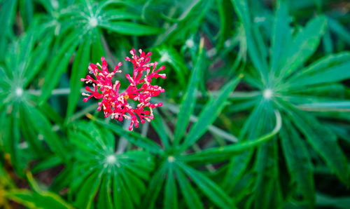 Close-up of purple flowering plant