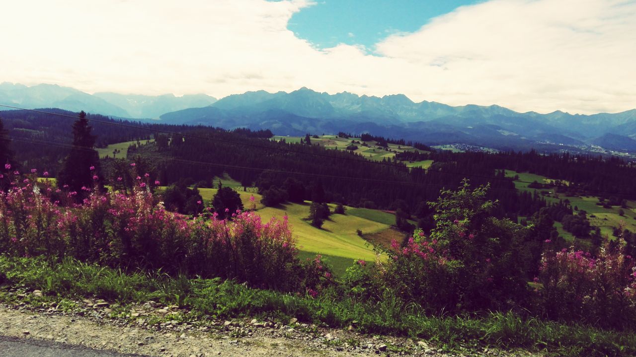 mountain, nature, mountain range, sky, growth, landscape, beauty in nature, tree, flower, plant, cloud - sky, outdoors, scenics, no people, grass, day, architecture, freshness