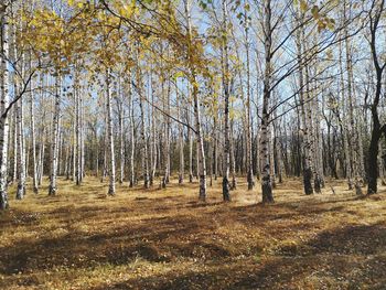 Trees in forest during autumn