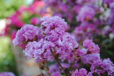 Close-up of pink flowers