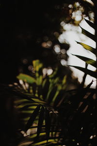 Close-up of plants at night