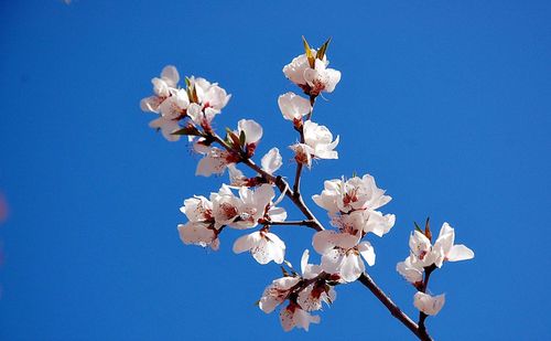 Low angle view of apple blossoms in spring