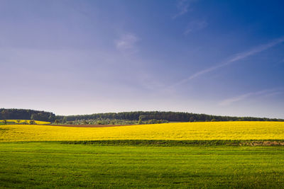 Scenic view of field against blue sky