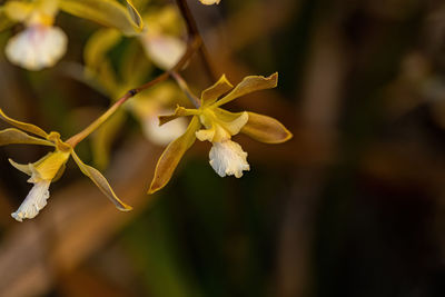 Close-up of white flowering plant