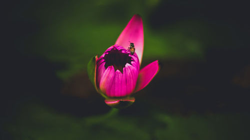 Close-up of honey bee on purple water lily