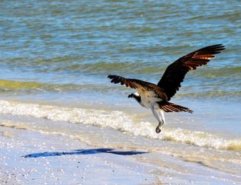 Bird flying over water