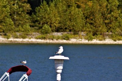 Seagulls perching on a bird