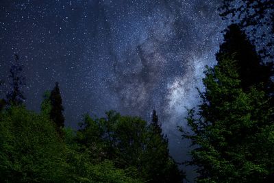 Scenic view of trees against sky at night