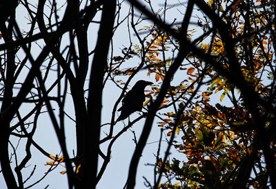 Low angle view of bird perching on tree