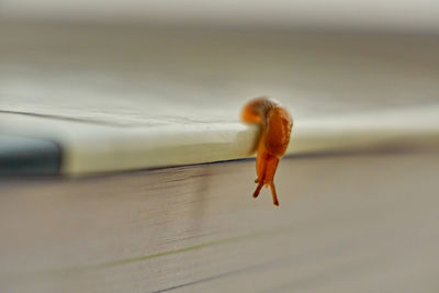 Close-up of snail on wood