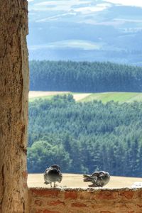 View of sheep on landscape