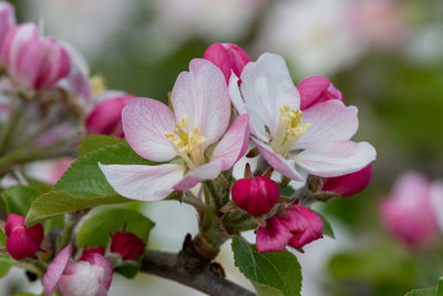 Macro shot of apple blossom in bloom