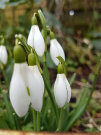 Close-up of white flower blooming outdoors