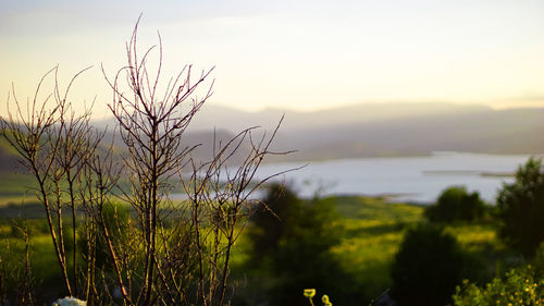 Close-up of plants against sky during sunset