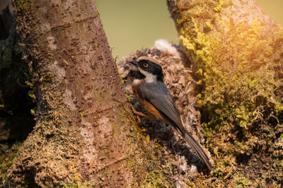 Close-up of bird perching on tree