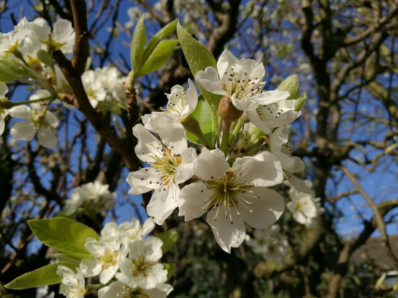 CLOSE-UP OF APPLE BLOSSOMS IN SPRING
