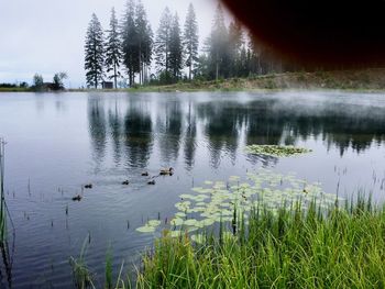 Scenic view of lake in forest