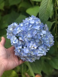 Close-up of hand holding purple flowering plant