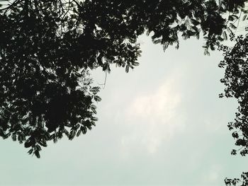 Low angle view of tree against sky