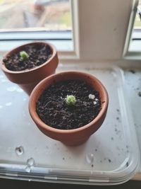 High angle view of potted plant on table