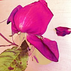 Close-up of pink rose